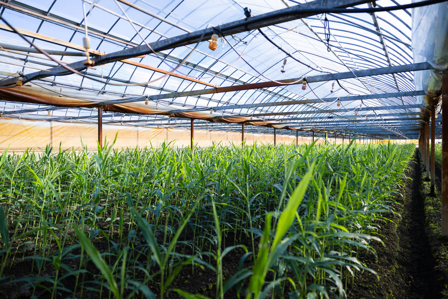地球から与えられた土の役割