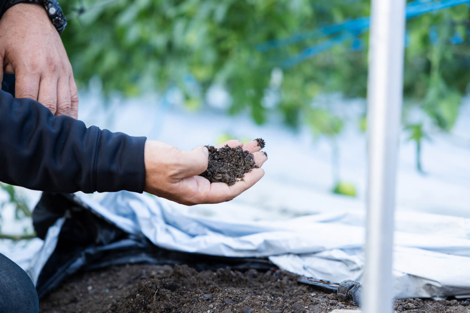 バイオクエン酸